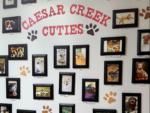 Caesar Creek Animal Clinic Interior
